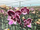 Phal. Miki Lord 2.5" УЦЕНКА 15%
