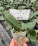 Phal. Miki Lord 2.5" УЦЕНКА 15%