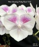 Phal. Charming Pretty Heart '1327' 2.5"