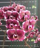 Phal. Miki Kuroshio '3091' 2.5"