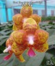 Phal. Tong Yi Yu Shiou '3 Lips' 2.5''