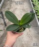 Phal. Tong Yi Yu Shiou '3 Lips' 2.5''