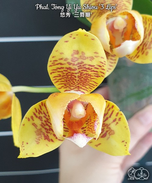 Phal. Tong Yi Yu Shiou '3 Lips' 2.5''