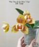 Phal. Tong Yi Yu Shiou '3 Lips' 2.5''