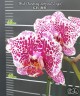 Phal. Charming Leopard '2 eyes' 2.5''