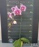 Phal. Charming Leopard '2 eyes' 2.5''