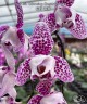 Phal. Charming Leopard '2 eyes' 2.5''