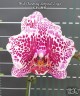 Phal. Charming Leopard '2 eyes' 2.5''