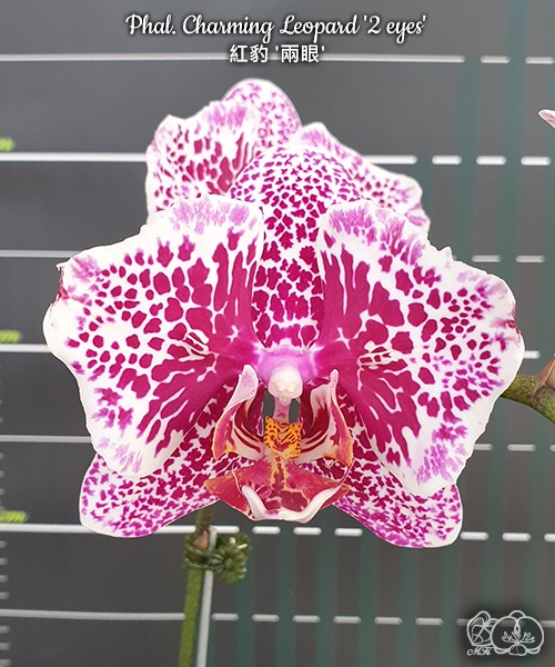 Phal. Charming Leopard '2 eyes' 2.5''