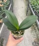 Phal. Charming Leopard '2 eyes' 2.5''