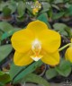 Phal. Sogo Shito 2.5'' УЦЕНКА (мех. повр. лист.)