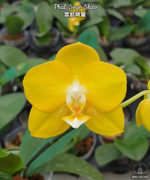 Phal. Sogo Shito 2.5'' УЦЕНКА (мех. повр. лист.)