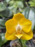 Phal. Sogo Shito 2.5'' УЦЕНКА (мех. повр. лист.)