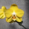Phal. Sogo Shito 2.5'' УЦЕНКА (мех. повр. лист.)