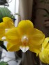 Phal. Sogo Shito 2.5'' УЦЕНКА (мех. повр. лист.)