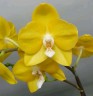 Phal. Sogo Shito 2.5'' УЦЕНКА (мех. повр. лист.)