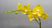 Phal. Sogo Shito 2.5'' УЦЕНКА (мех. повр. лист.)