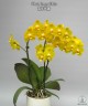 Phal. Sogo Shito 2.5'' УЦЕНКА (мех. повр. лист.)