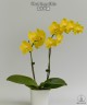 Phal. Sogo Shito 2.5'' УЦЕНКА (мех. повр. лист.)