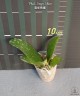 Phal. Sogo Shito 2.5'' УЦЕНКА (мех. повр. лист.)