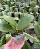 Phal. Sogo Shito 2.5'' УЦЕНКА (мех. повр. лист.)