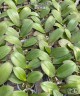 Phal. Sogo Shito 2.5'' УЦЕНКА (мех. повр. лист.)