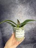 Phal. Liu's Triprince 2.5''