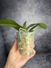 Phal. Liu's Triprince 2.5''