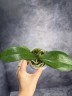 Phal. Liu's Triprince 2.5''