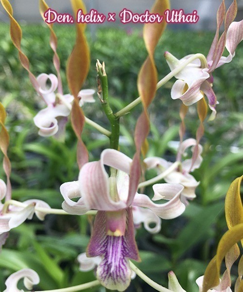 Den. helix × Doctor Uthai 2.8"