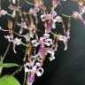 Den. helix × Doctor Uthai 2.8"