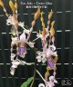 Den. helix × Doctor Uthai 2.8"