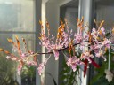 Den. helix × Doctor Uthai 2.8"