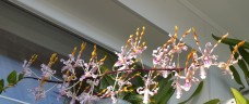 Den. helix × Doctor Uthai 2.8"