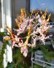 Den. helix × Doctor Uthai 2.8"