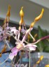 Den. helix × Doctor Uthai 2.8"