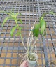 Den. helix × Doctor Uthai 2.8"