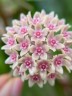Hoya hanhiae 'Pink' 1.7"