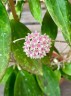 Hoya hanhiae 'Pink' 1.7"