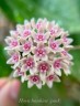 Hoya hanhiae 'Pink' 1.7"