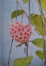 Hoya hanhiae 'Pink' 1.7"