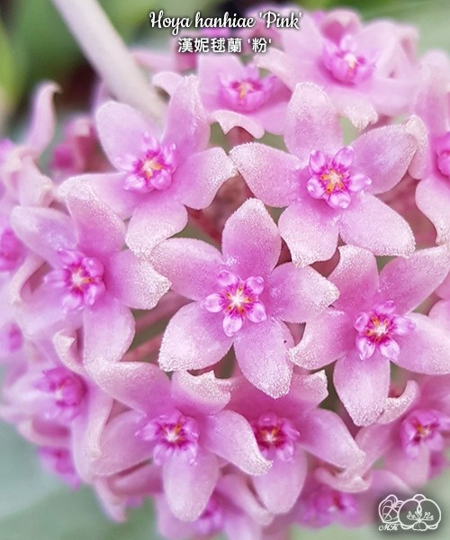 Hoya hanhiae 'Pink' 1.7"