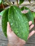 Hoya hanhiae 'Pink' 1.7"