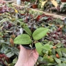 Hoya hanhiae 'Pink' 1.7"