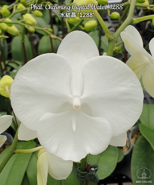 Phal. Charming Crystal Water '1288'  2.5''