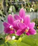 Phal. violacea var. indigo red 'MIKI' 2.5''