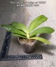 Phal. violacea var. indigo red 'MIKI' 2.5''