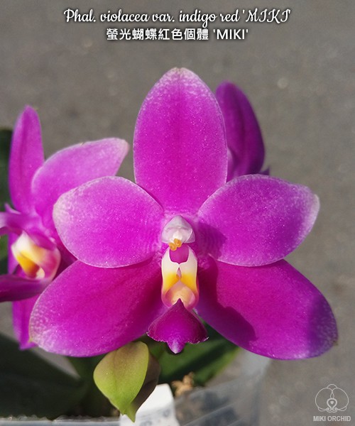 Phal. violacea var. indigo red 'MIKI' 2.5''