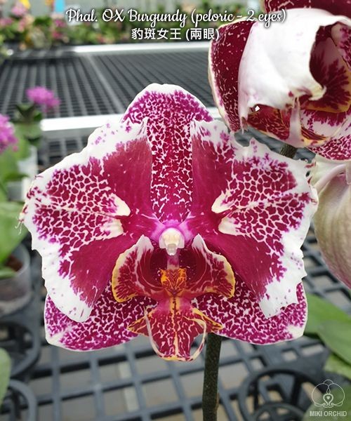 Phal. OX Burgundy (peloric) 2.5''