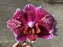 Phal. OX Burgundy (peloric) 2.5''